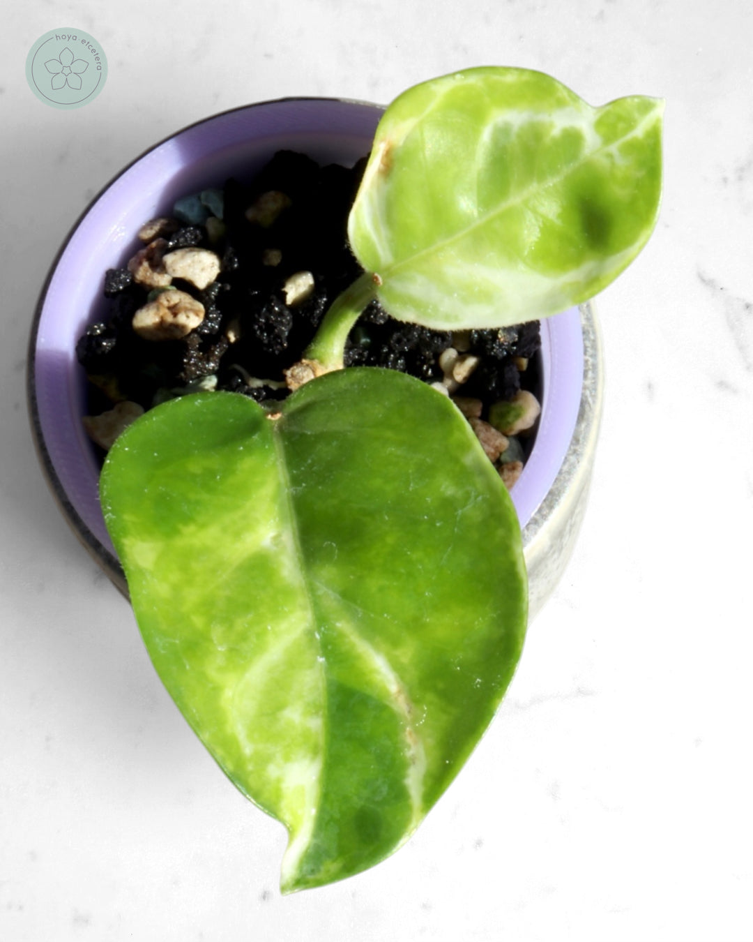 Hoya australis (peridot)