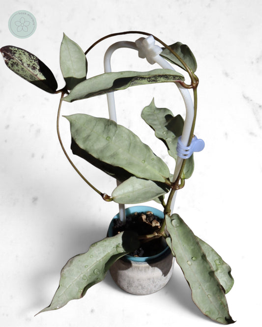 Hoya mitrata (sp. Buntok silver AH clone)