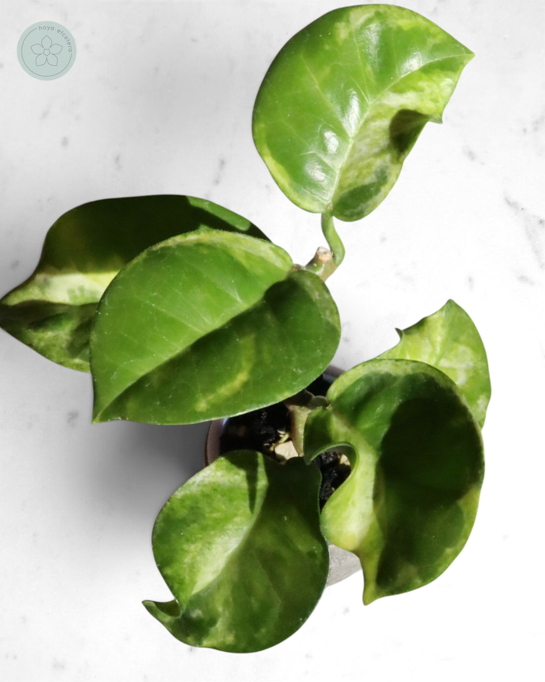 Hoya australis (peridot)