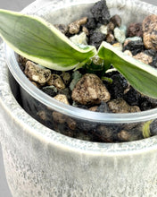 Load image into Gallery viewer, Hoya polyneura 'Diem Fairy Queen' (albo silver)