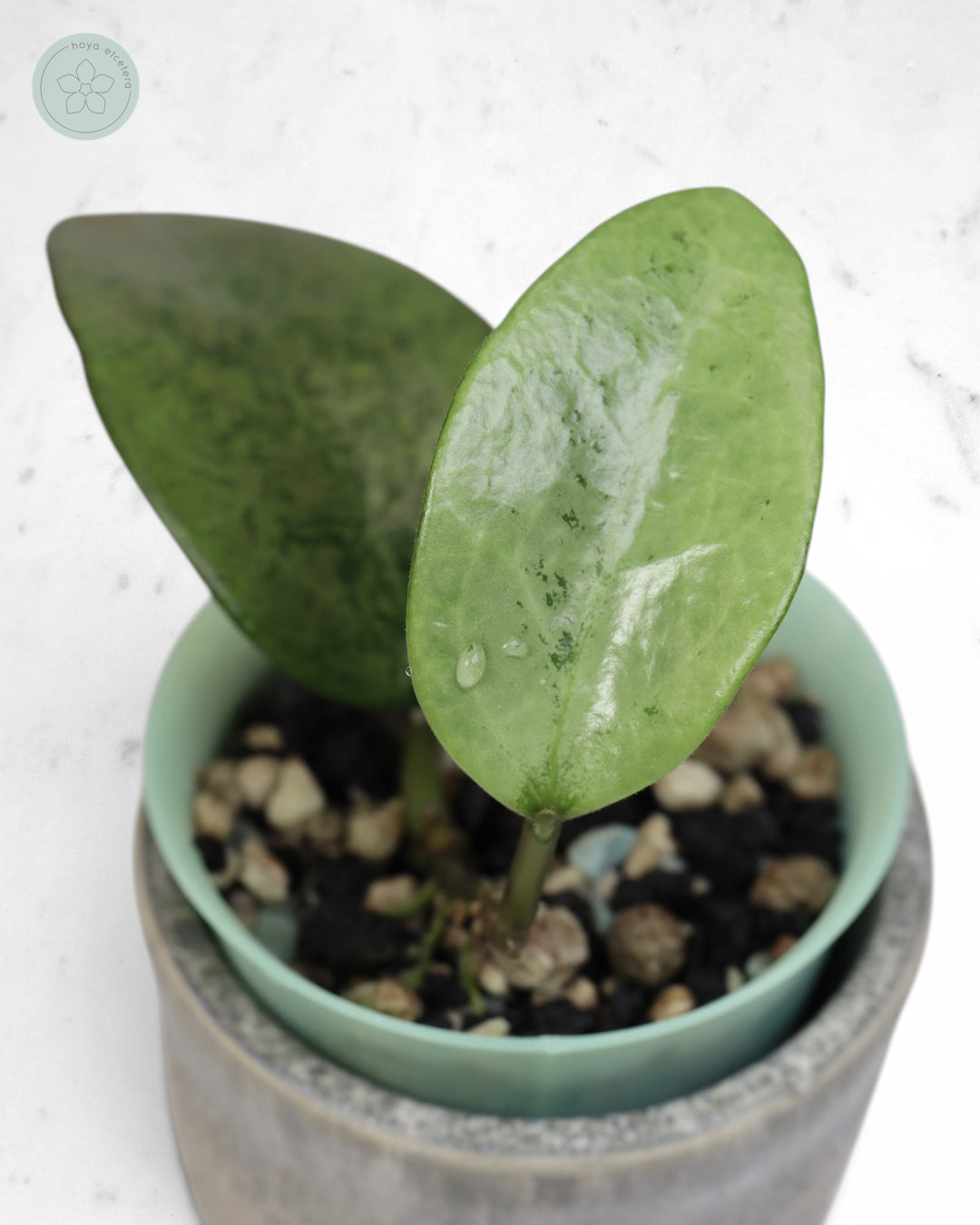 Hoya 'Cori' (splash/silver)