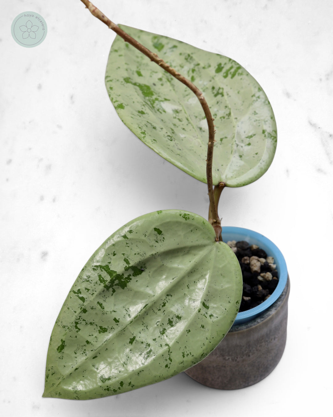 Hoya glabra 'Gin' (silver) 🌱 cutting