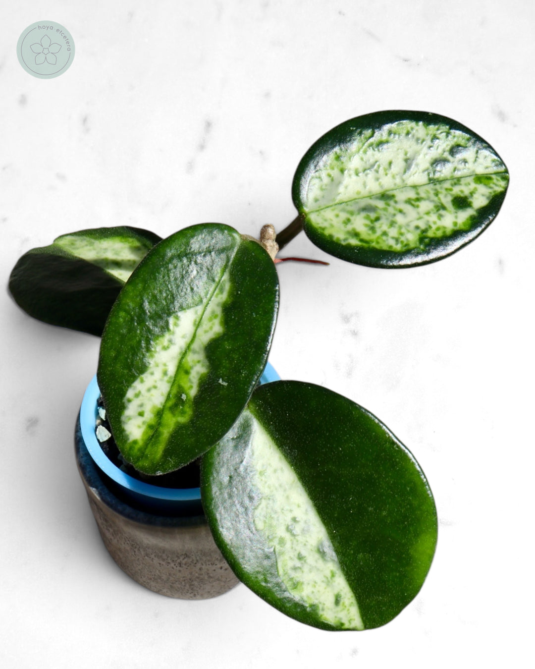 Hoya carnosa 'Madara' (Green Edge)