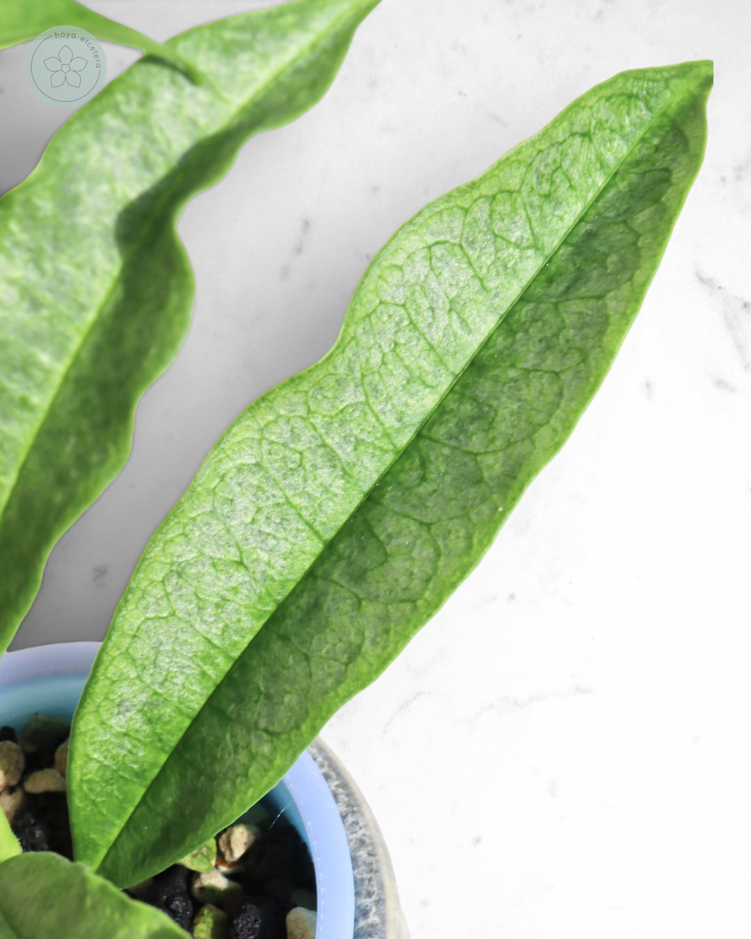 Hoya irisae (silver)