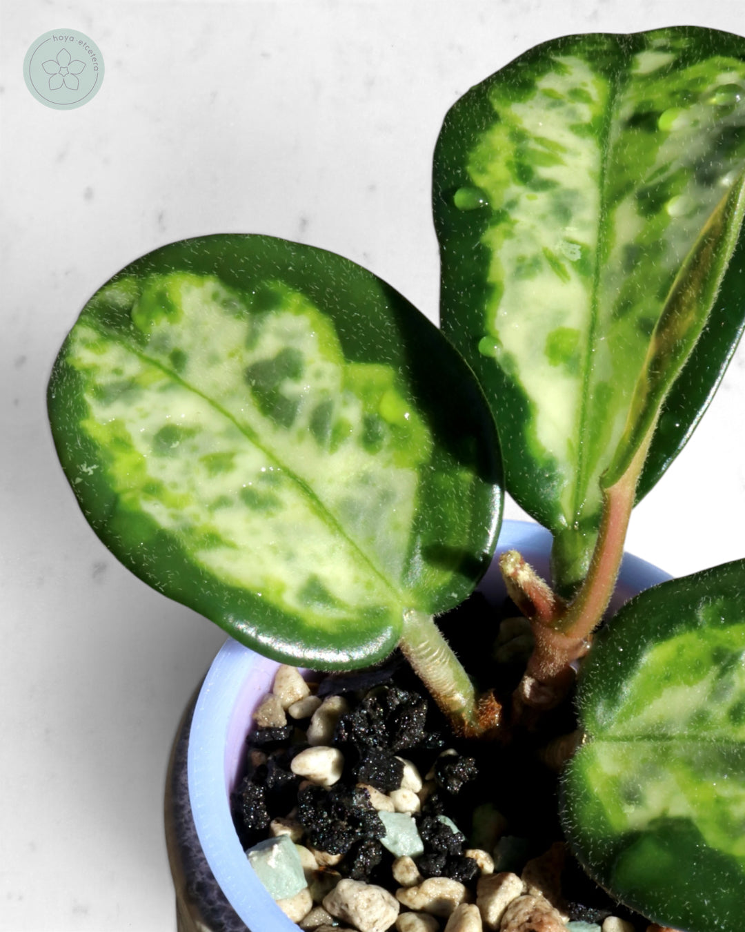Hoya carnosa 'Madara' (Green Edge)
