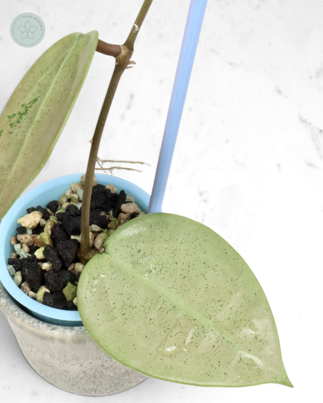Hoya verticillata (silver heart)