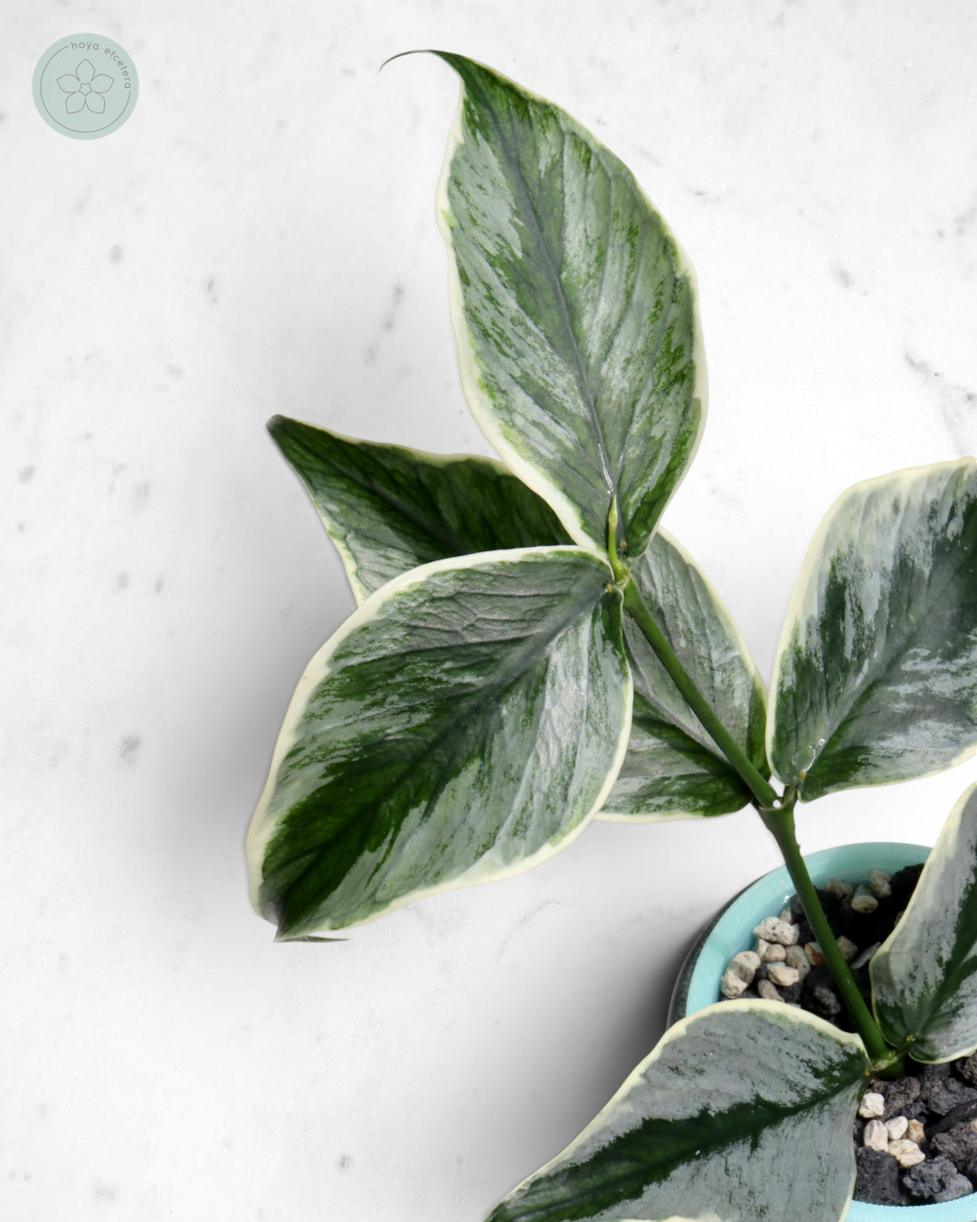 Hoya polyneura 'Diem Fairy Queen' (albo silver) 🌱 cutting