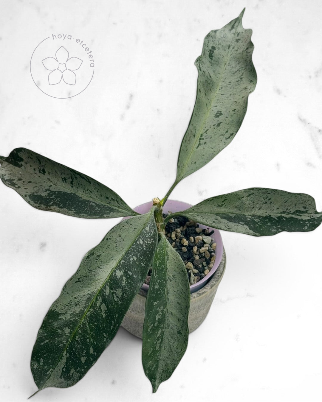 Hoya occultata (silver)