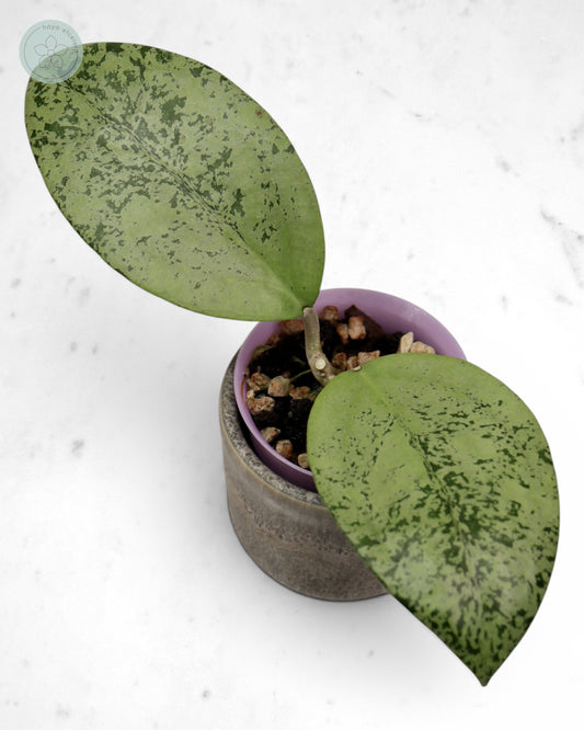 Hoya sp. Ponorogo (silver) 🌱 cutting