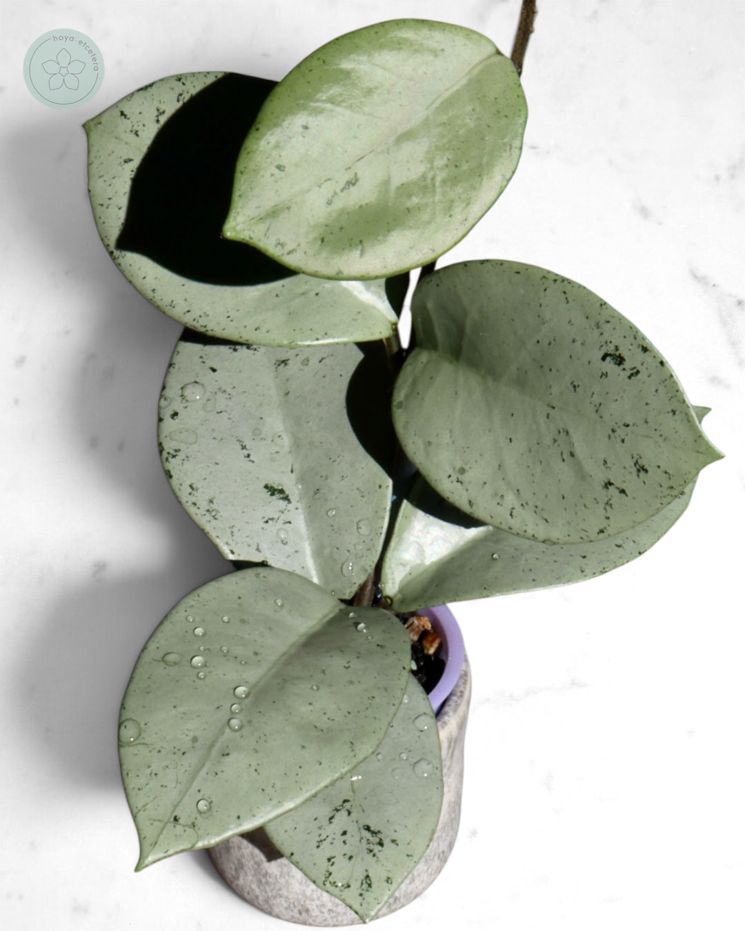 Hoya 'Stardust' (silver)