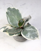 Charger l'image dans la galerie, Hoya carnosa 'Argentea Picta' 🦄