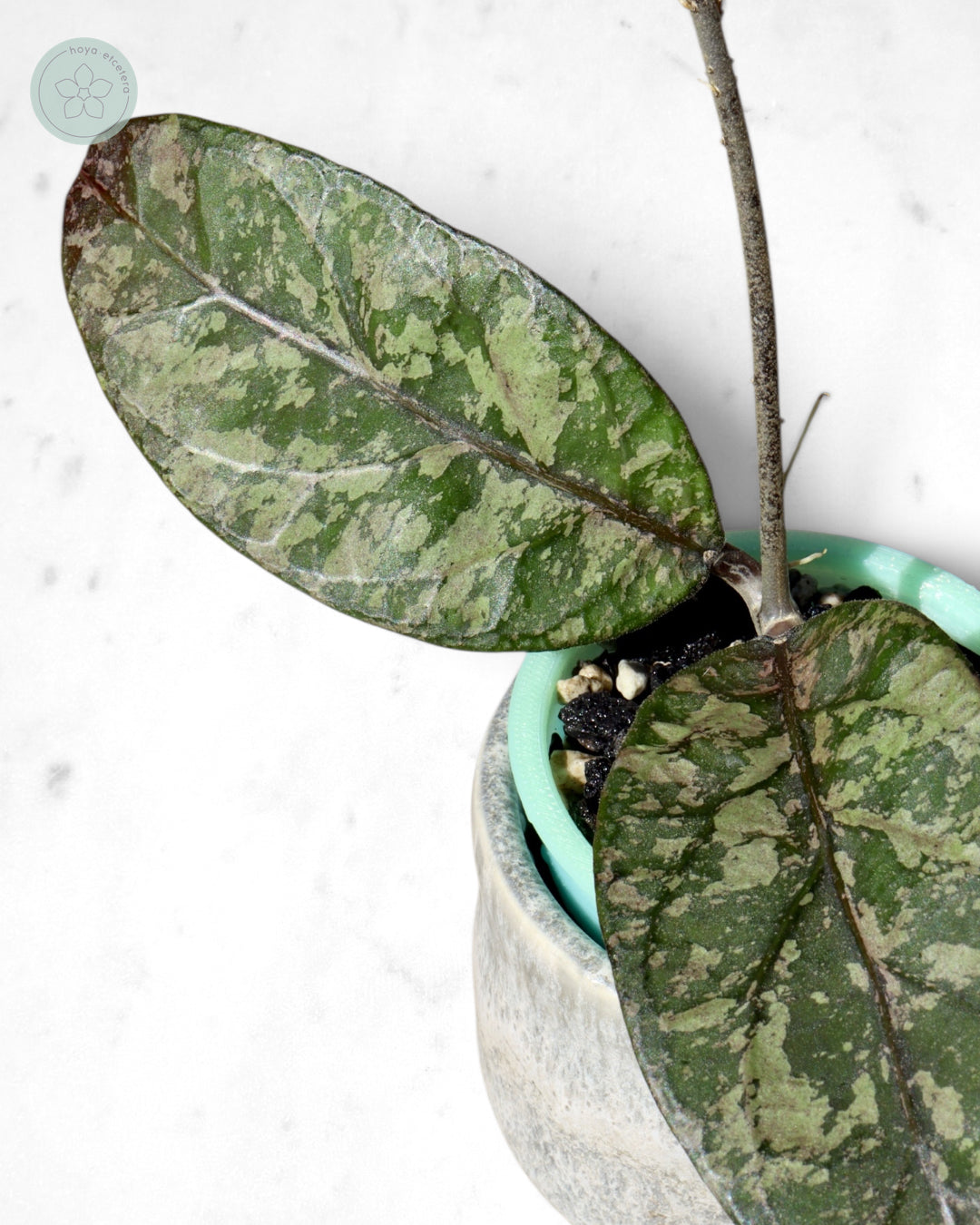 Hoya sp. Aceh 'Mustika'