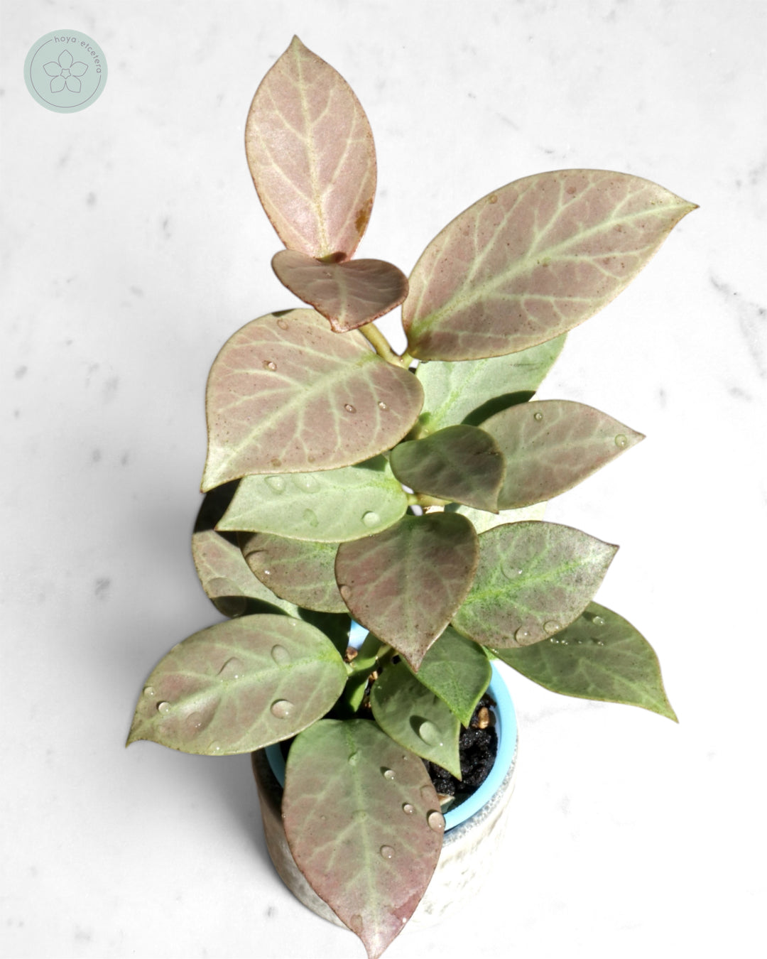 Hoya obscura 'Cryptic Chrome' CML-09-21-A