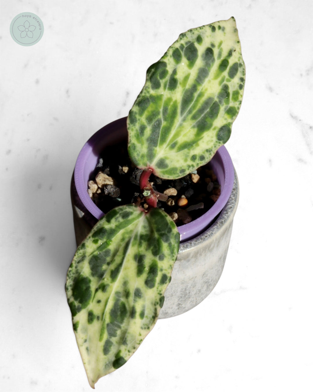 Hoya 'Swiffer’s Nightmare'