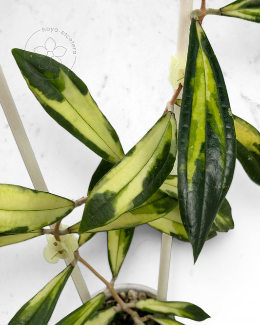 Hoya rigidifolia (variegated)