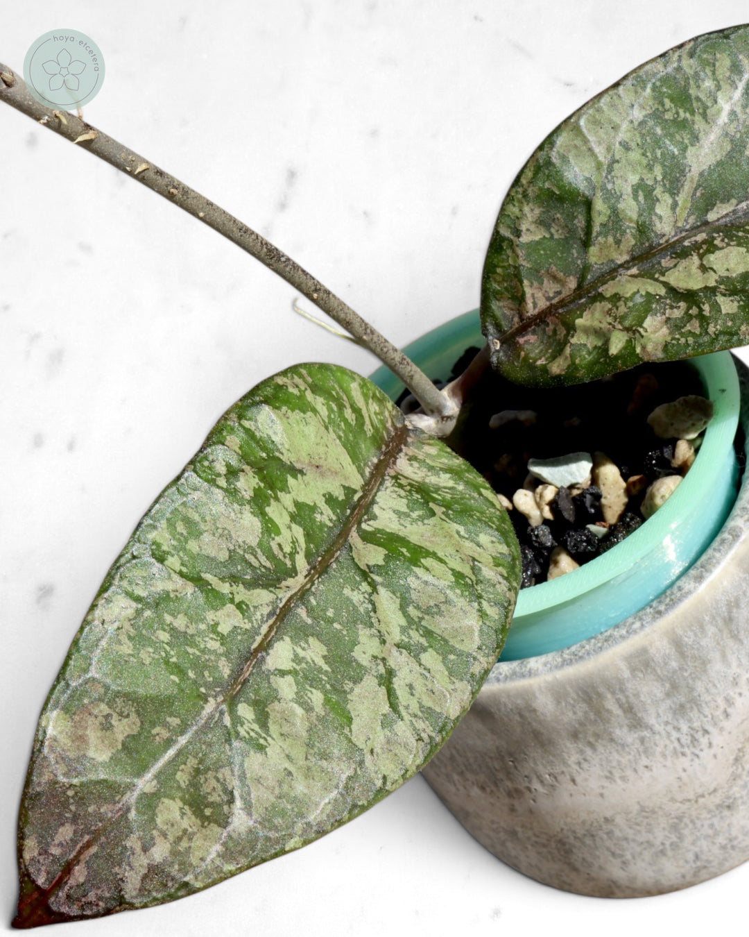 Hoya sp. Aceh 'Mustika'