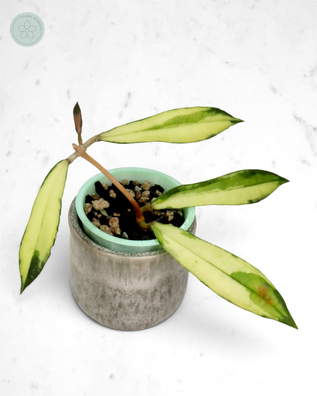 Hoya rigidifolia (variegated)