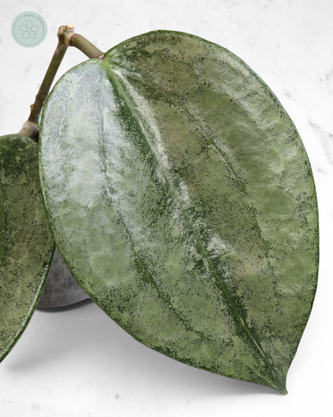 Hoya 'Rimba Perak' (silver)