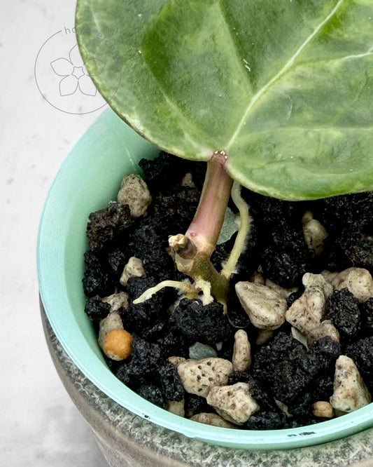 Hoya 'Candy'