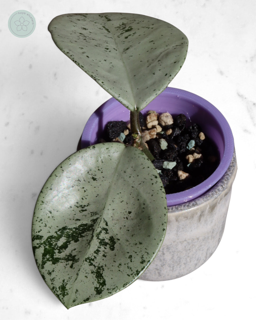Hoya 'Stardust' (silver)