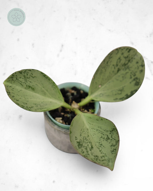 Hoya subquintuplinervis (silver)