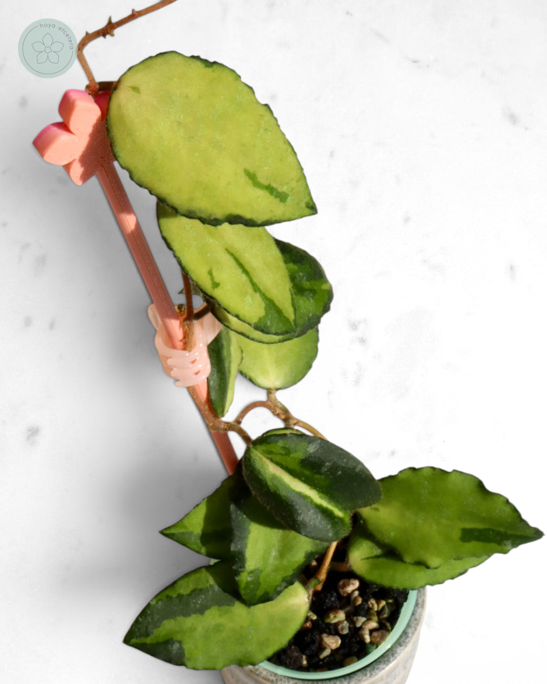 Hoya caudata (variegated)