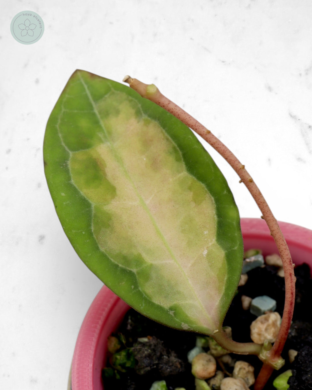 Hoya elliptica (variegated)