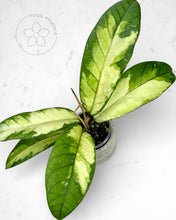 Load image into Gallery viewer, Hoya sp. Aceh 'Ladia Galaska'