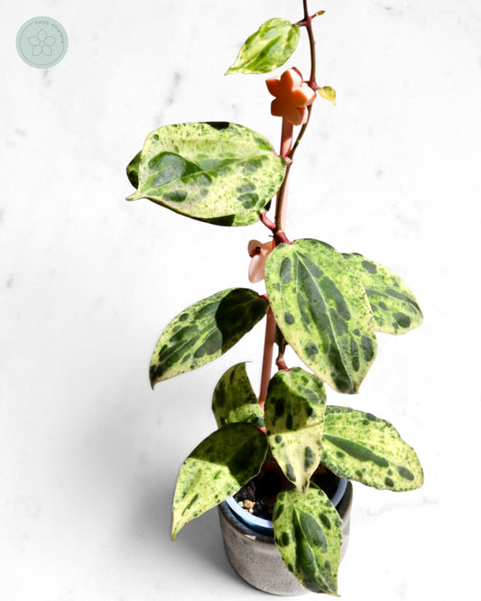 Hoya 'Swiffer’s Nightmare'