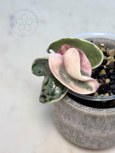 Load image into Gallery viewer, Hoya compacta 'Oblak' 🦄