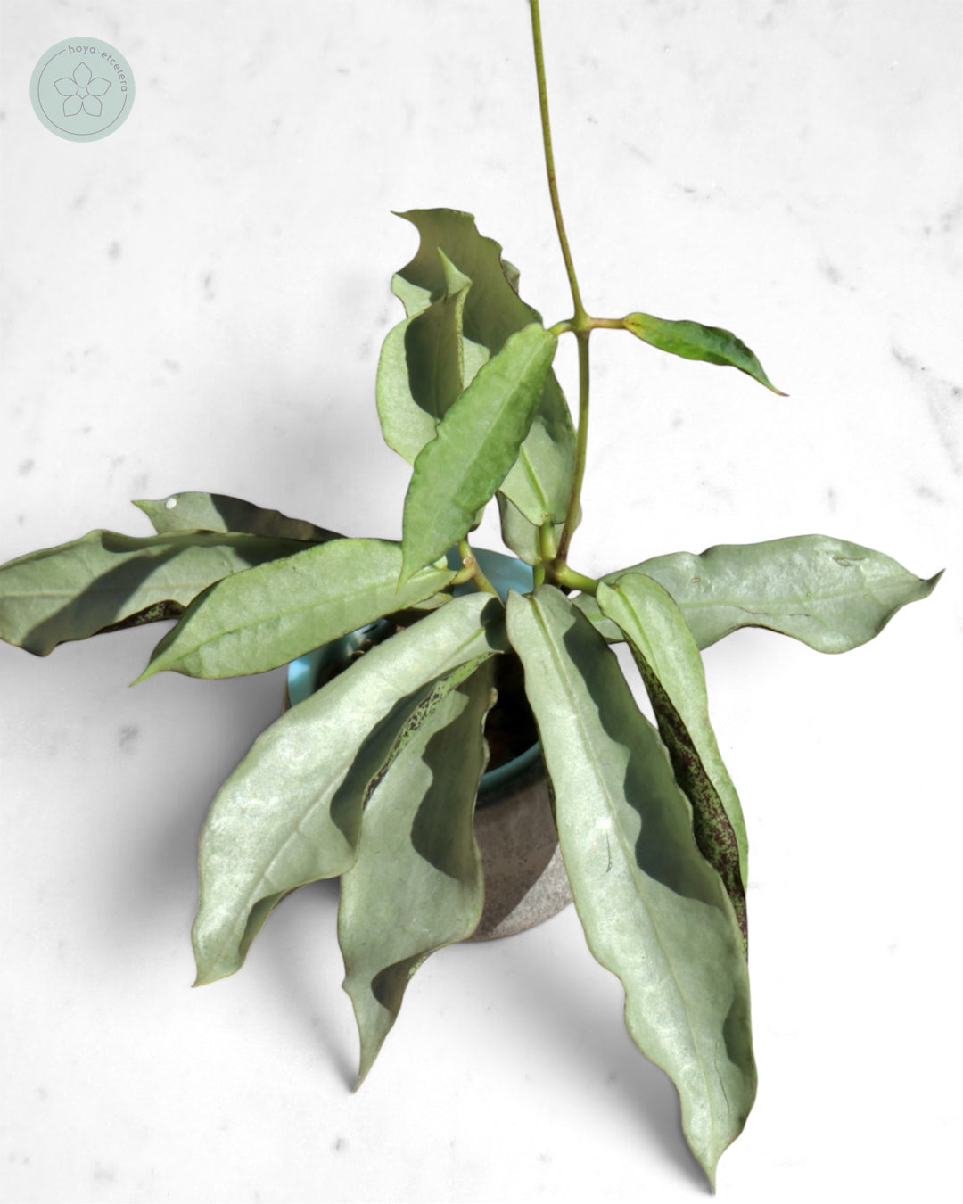 Hoya mitrata (sp. Buntok silver AH clone)