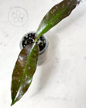 Load image into Gallery viewer, Hoya buntokensis (SLM01 splash)