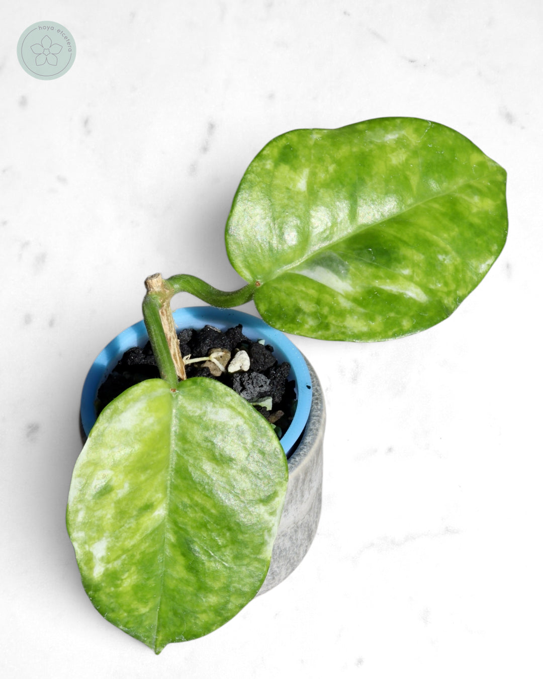 Hoya australis (peridot)
