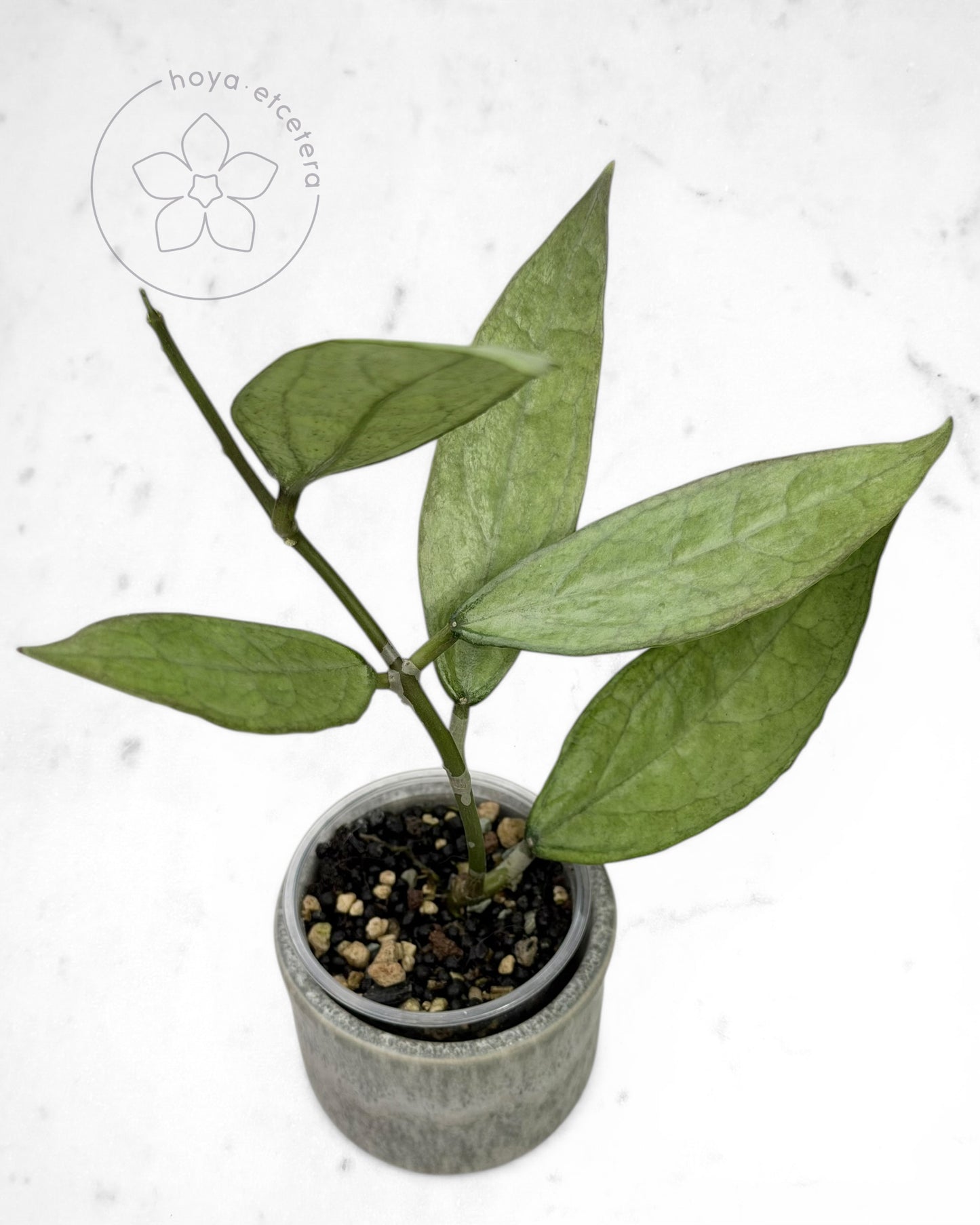 Hoya sp. Germany (silver)