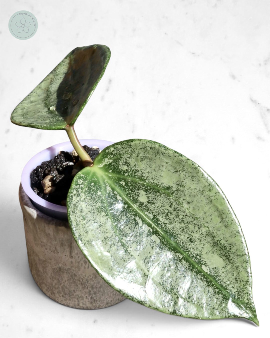 Hoya 'Rimba Perak' (silver)