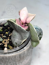 Load image into Gallery viewer, Hoya compacta 'Oblak' 🦄