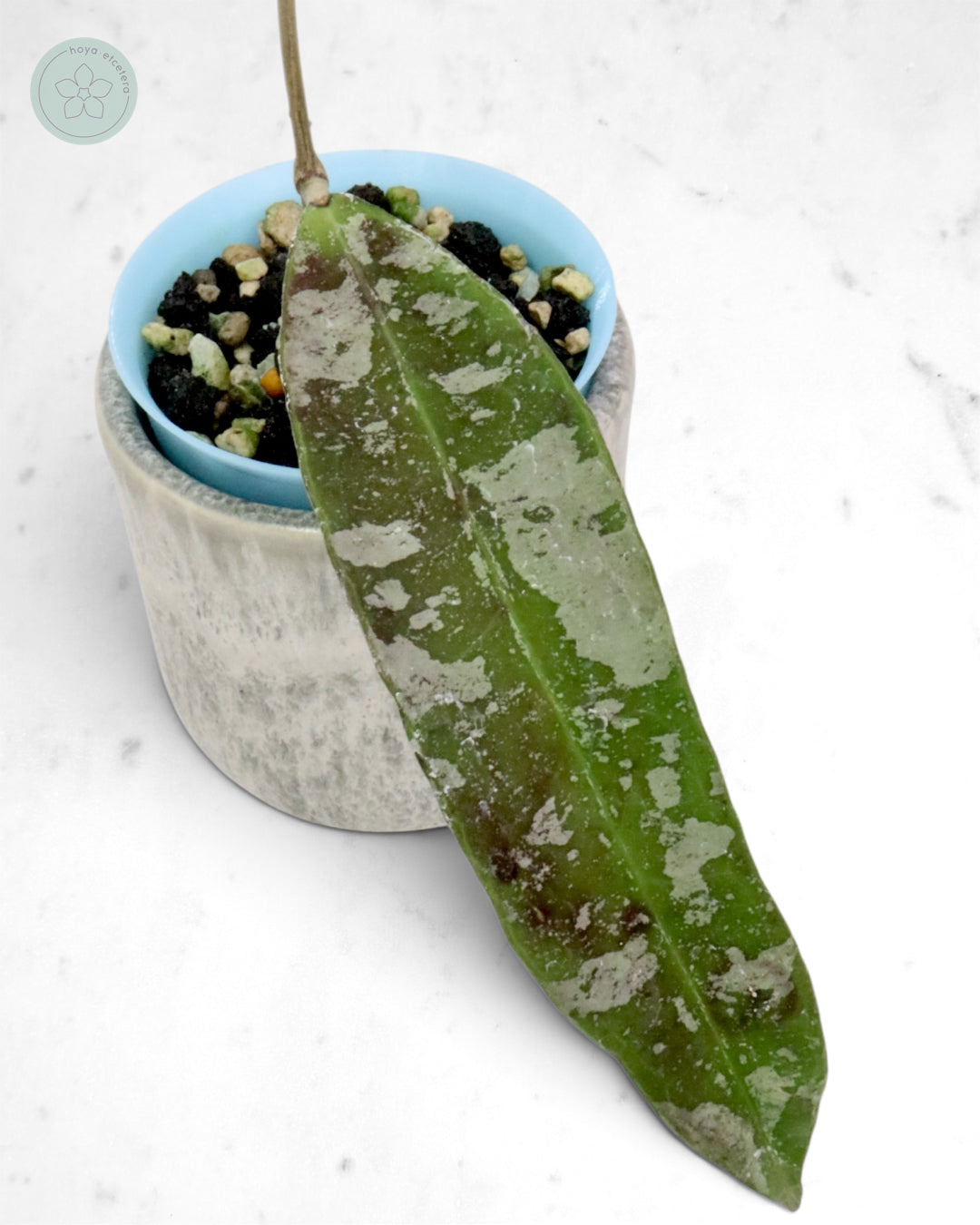 Hoya kaikoeana (splash/silver)