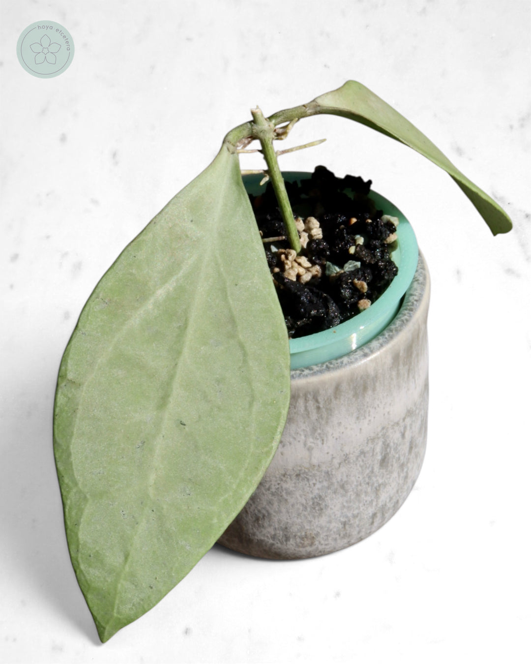 Hoya 'Eliora'