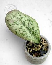 Load image into Gallery viewer, Hoya 'Lorelai'