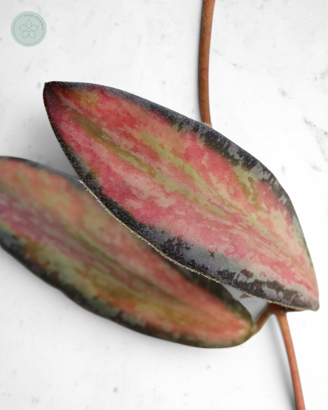 Hoya sigillatis (variegated splash)