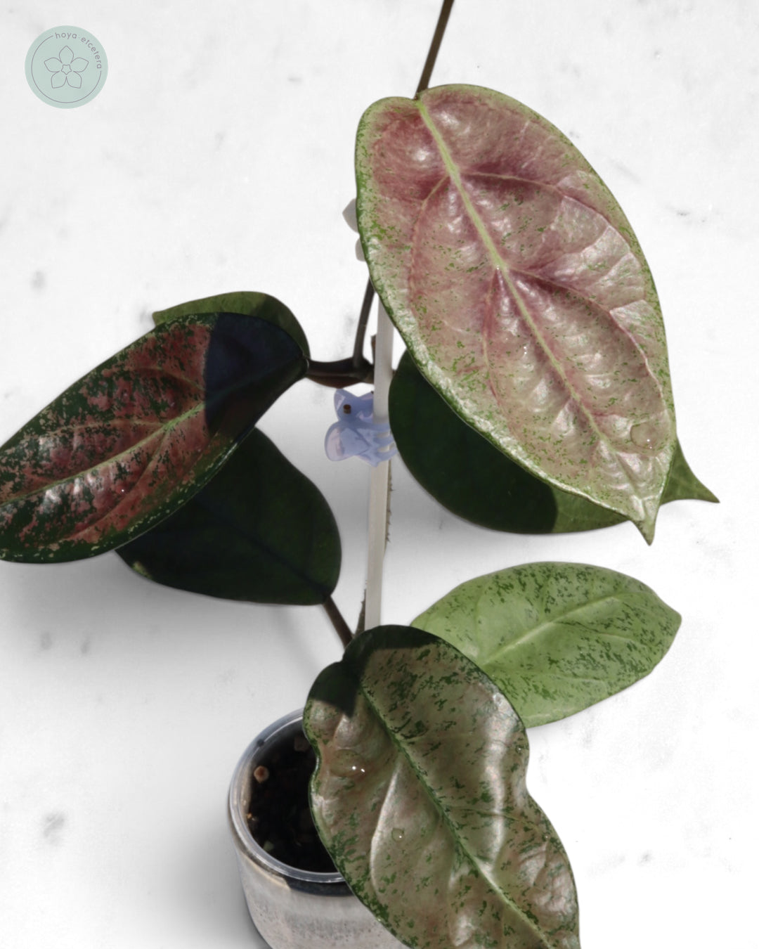 Hoya sp. Lai Chau (silver)