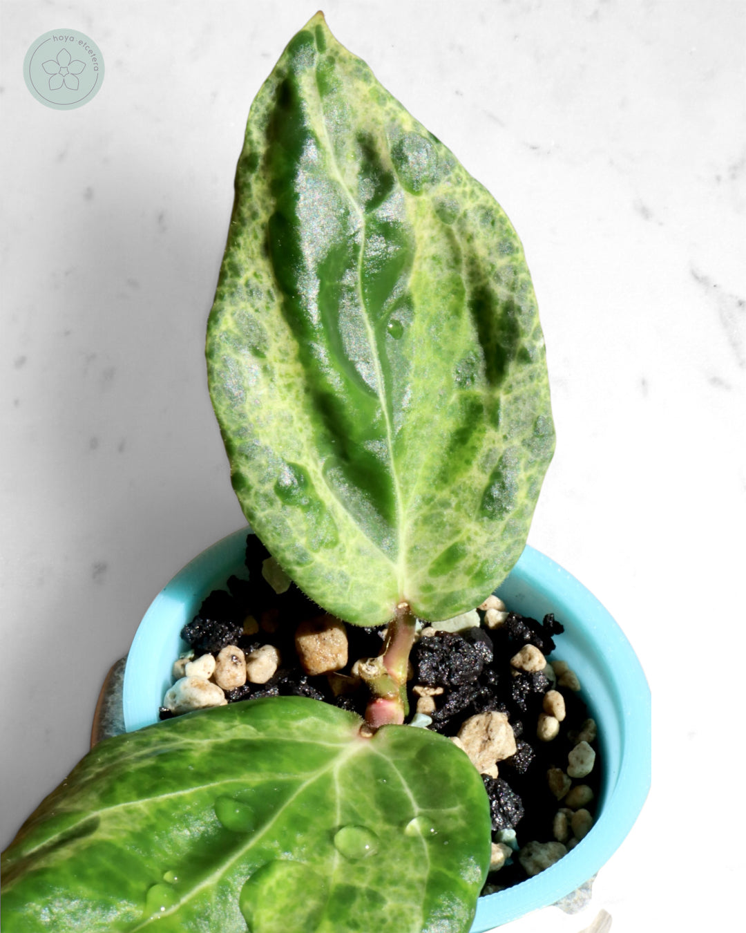 Hoya 'Candy'