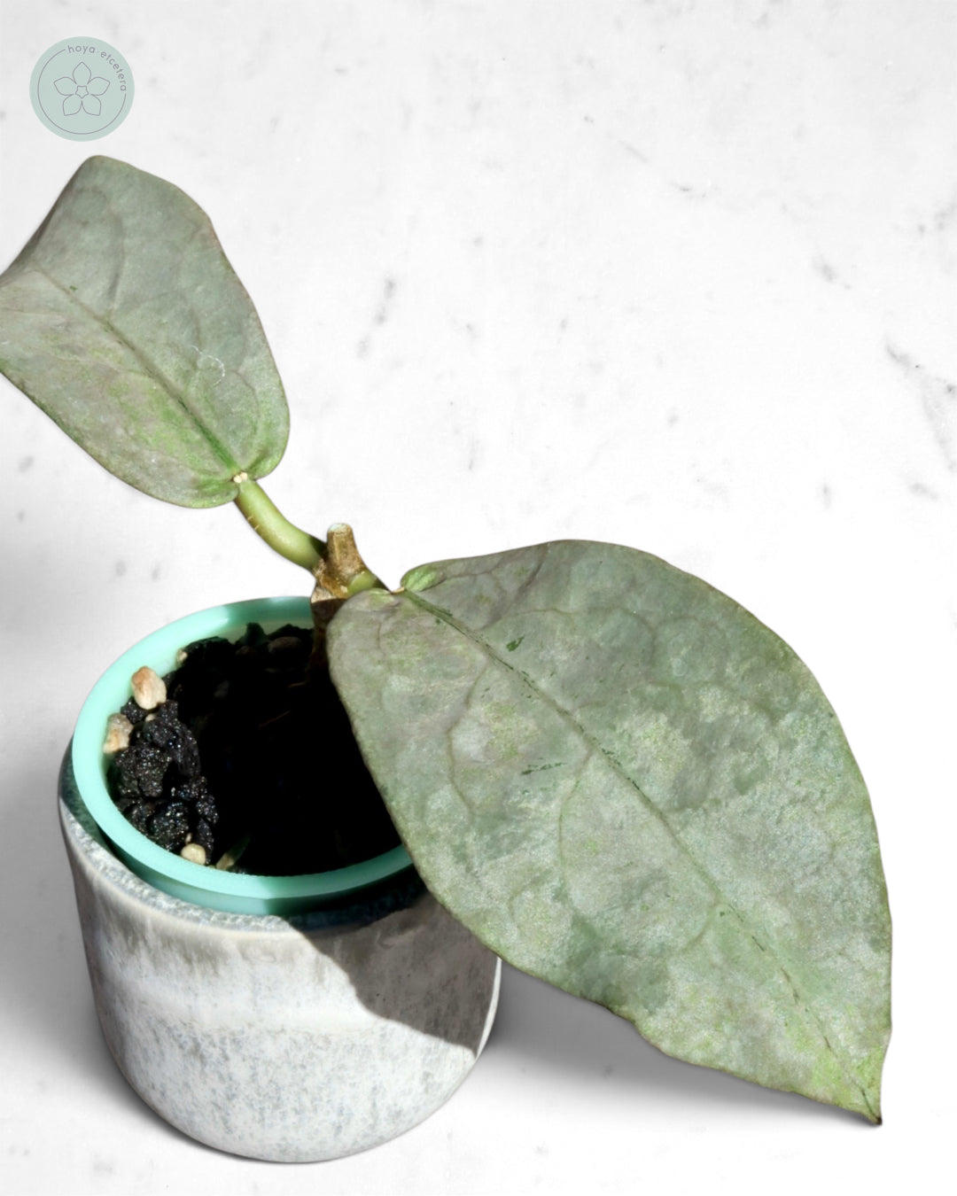 Hoya mitrata (Pearl Gold)