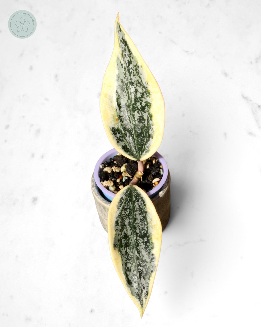 Hoya sp. Rangsan (albo splash)