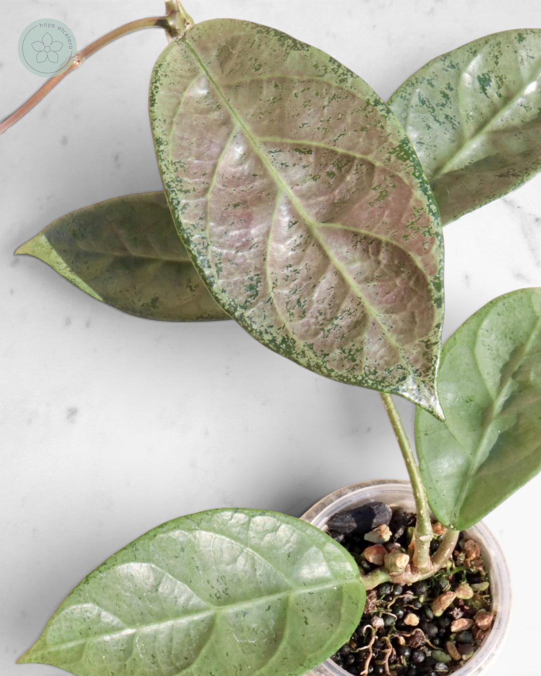 Hoya sp. Lai Chau (silver)