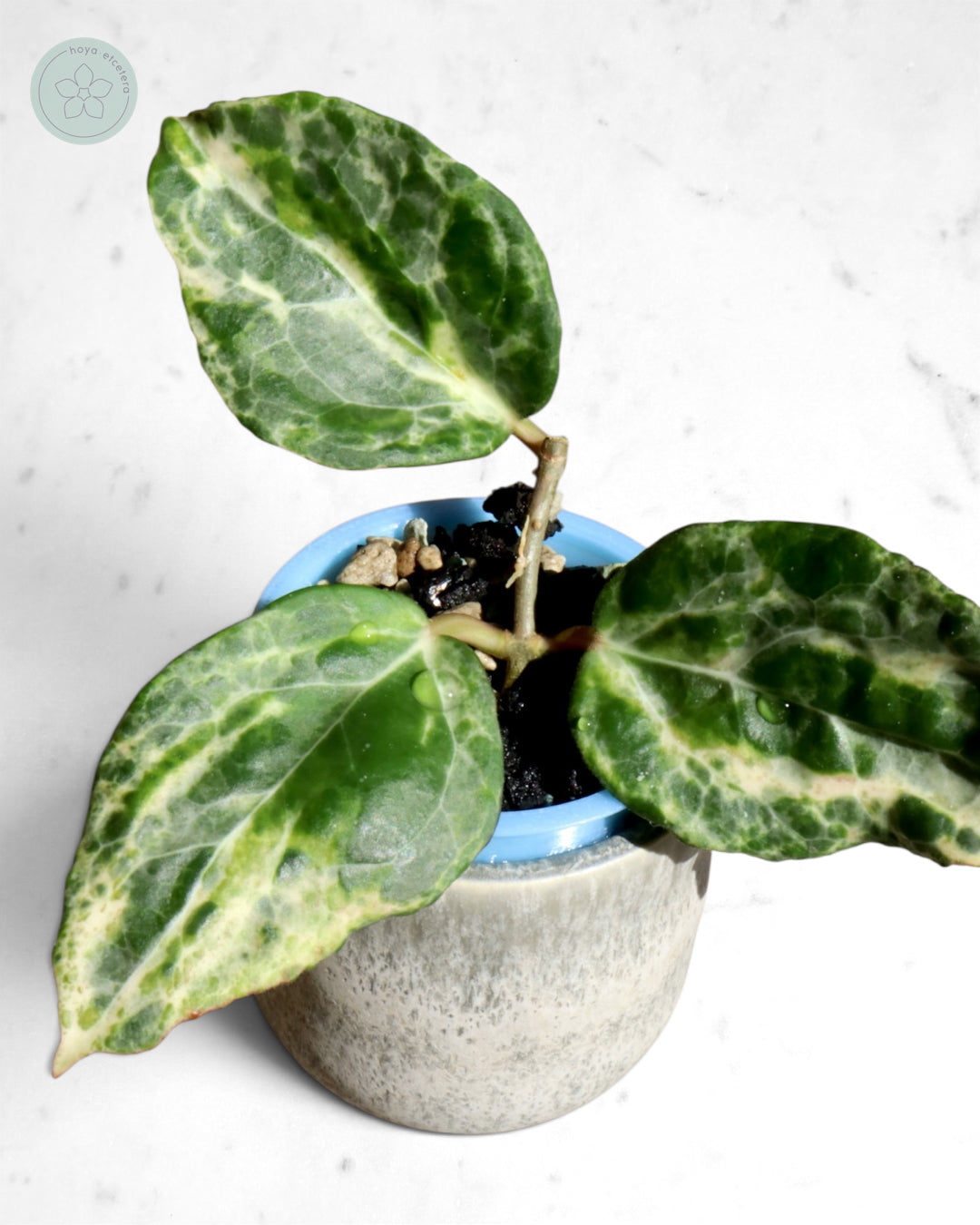 Hoya 'Candy'