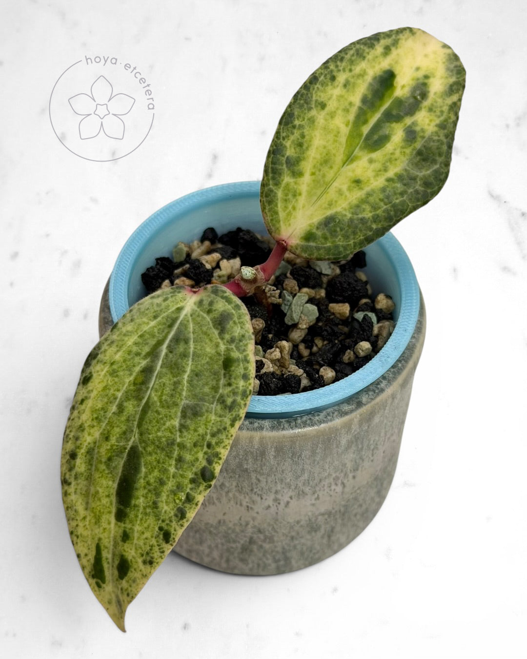 Hoya 'Swiffer’s Nightmare' 🌱 cutting