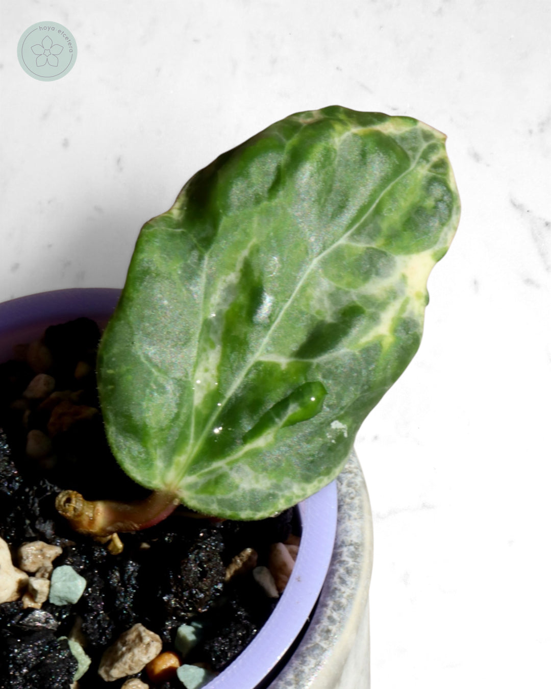 Hoya 'Candy'