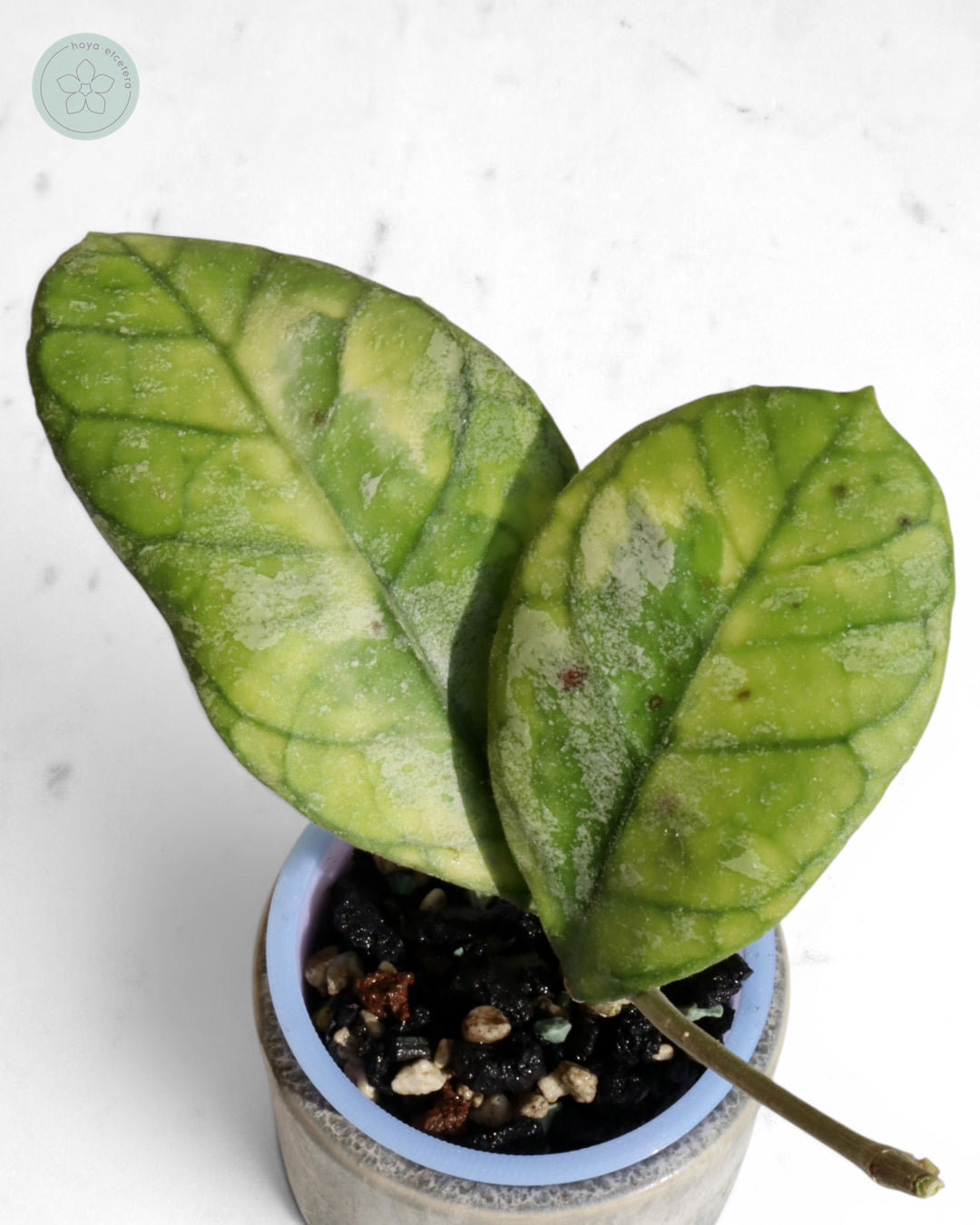 Hoya AH0001 (albo) 🌱 cutting
