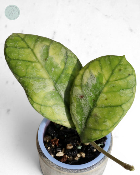 Hoya AH0001 (albo) 🌱 cutting